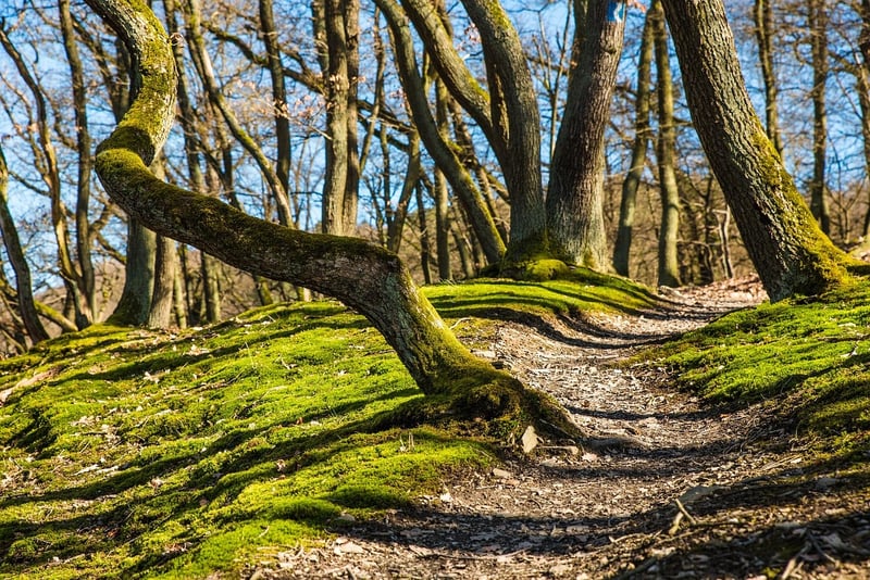 Forest Path